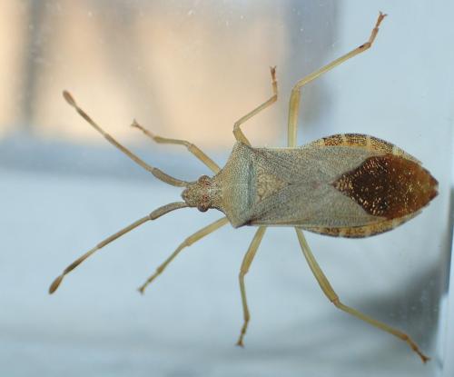 Gonocerus acuteangulatus